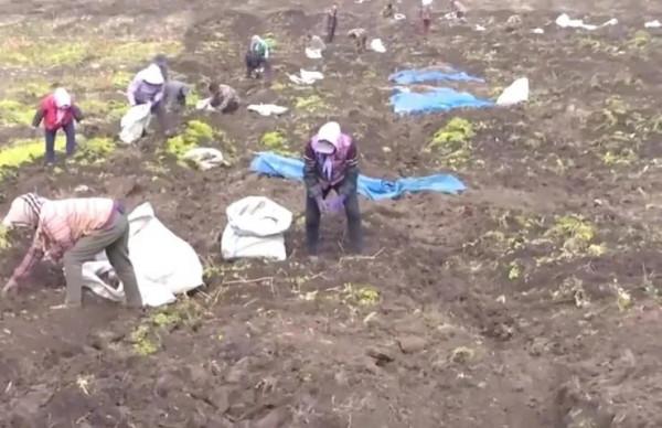 54歲大叔種人參33年,為報恩帶上千村民致富,被評全國勞動模範 54歲大叔種人參33年,為報恩帶上千村民致富,被評全國勞動模範