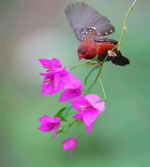 分享圖片&mdash;&mdash;山清水秀 鳥語花香