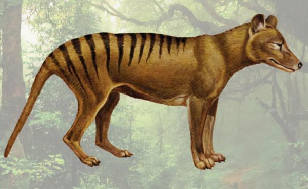 消失85年後，澳大利亞公開一段袋狼影片，它們不是滅絕了嗎？