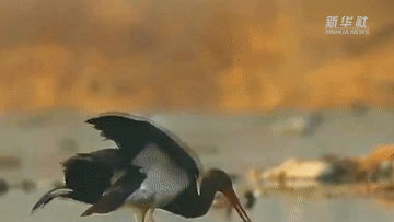 騰格裡沙漠邊緣，有這樣一個“動植物樂園”