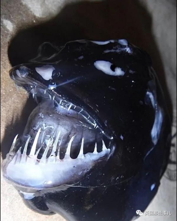 俄羅斯漁夫的深海怪魚又來了...這波依然是高能獵奇！突破天際