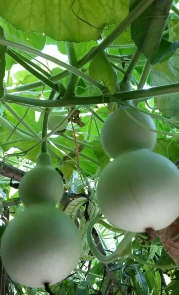 教你自種小葫蘆，各個是精品