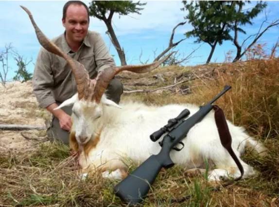 澳大利亞400萬野山羊氾濫,出動直升機都滅不完,為什麼沒人吃? 澳大利亞400萬野山羊氾濫,出動直升機都滅不完,為什麼沒人吃?