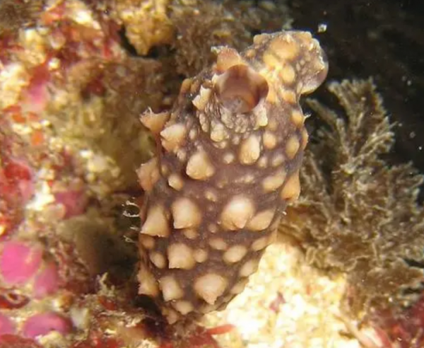 “反向進化”吃掉自己大腦，想變植物卻成食物的動物，不走尋常路