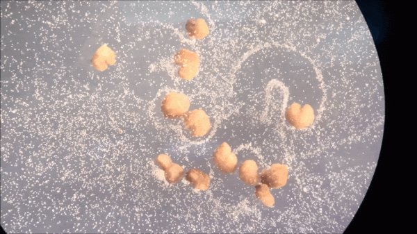 AI屆“畢加索”上線，抽象派畫作輕鬆拿捏！｜一週AI新聞