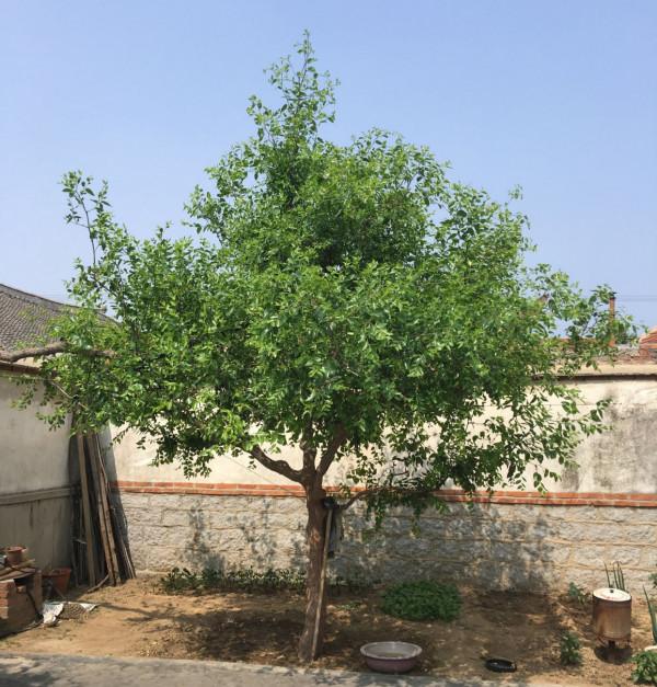 院子裡有空地就種這“三種樹”，沒地擠擠也要種，寓意深遠還旺家