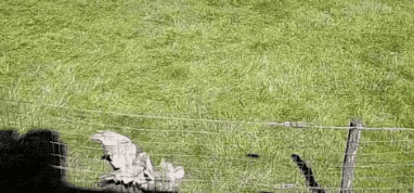 幾十張罕見照片，你見過幾張？