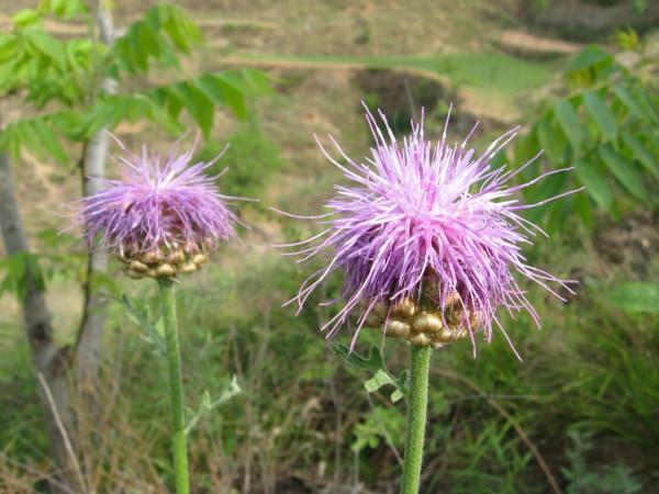 我的驢行日記——鳩山老王溝 我的驢行日記——鳩山老王溝