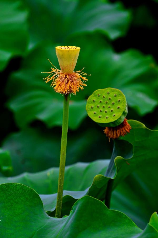 麗江的夏天有什麼? 麗江的夏天有什麼?