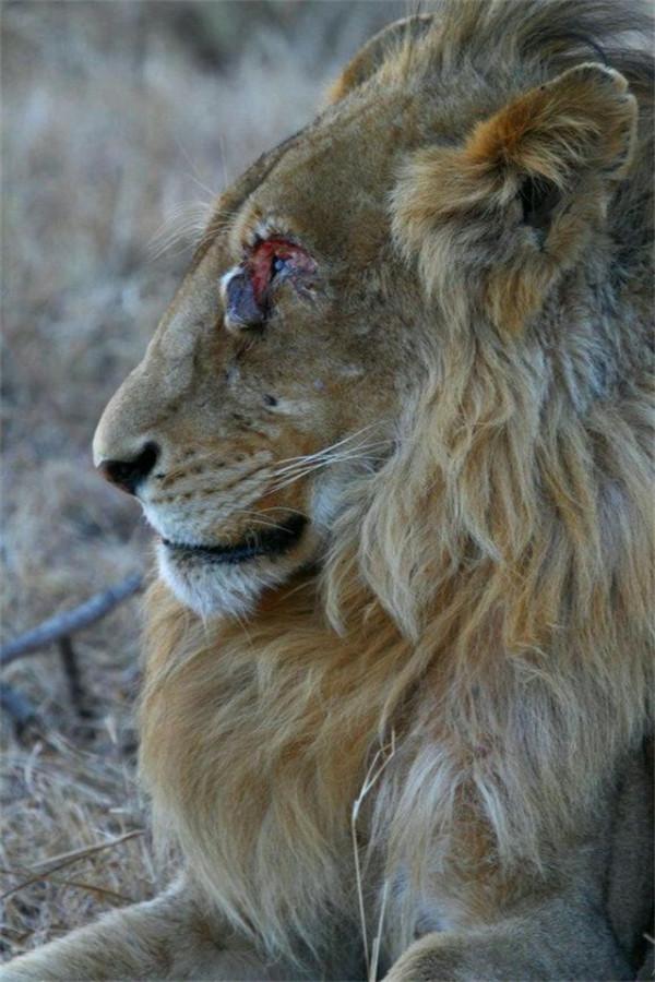 非洲幼獅冥河姐弟，相依為命四處流浪，失去姐姐後變成嗜血魔鬼