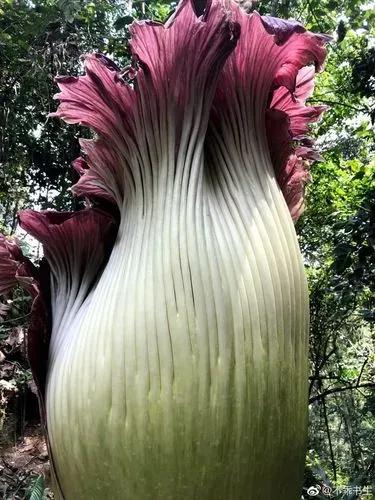 幾十年開花一次，花高三米，像一顆巨大的白菜，極其罕見