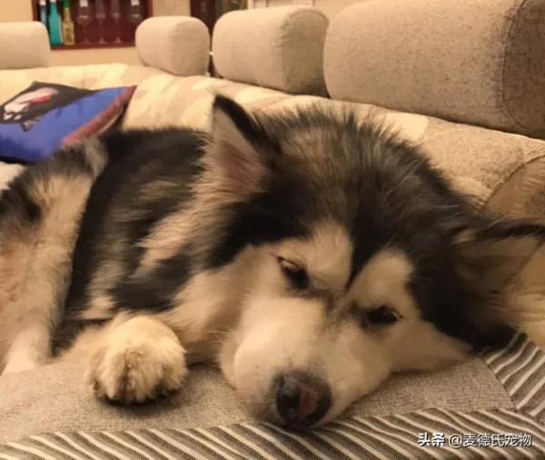 全網最可愛的撕家小公主走了...無數網友悼念:謝謝你治癒過我 全網最可愛的撕家小公主走了...無數網友悼念:謝謝你治癒過我