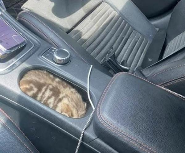 那些擁有太陽般氣質的動物們,看它們一眼就能讓你開心一整天 那些擁有太陽般氣質的動物們,看它們一眼就能讓你開心一整天