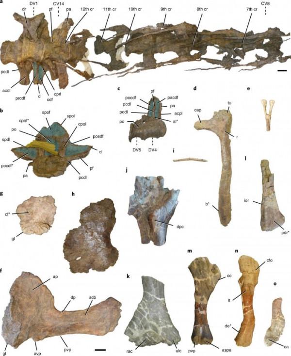 科學家發現新泰坦龍物種：迄今為止歐洲發現的該種群的最完整標本