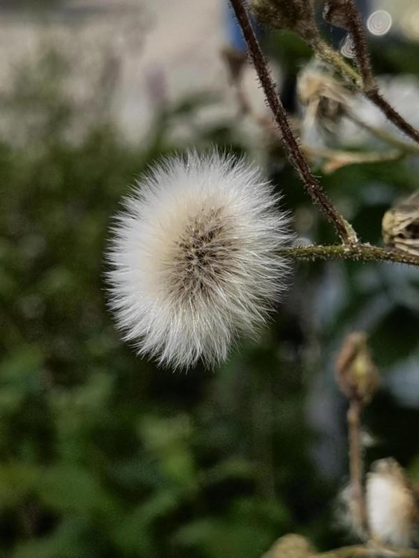 順手留影,我的貼身相機華為 Mate 40 pro+ 順手留影,我的貼身相機華為 Mate 40 pro+