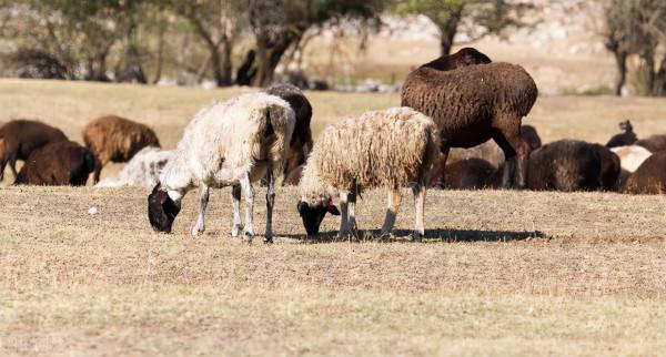 這5種東西對羊生長有幫助，但飼餵的時候要注意這些