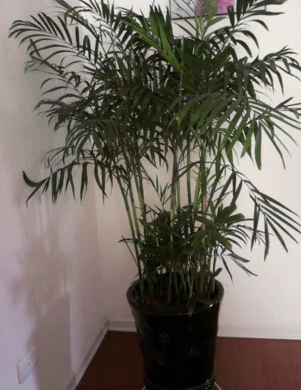 嫌廁所“臭味濃”不衛生，不如養一些“吸臭植物”，能輕鬆解決