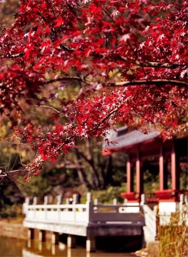 醉美中國，在秋天