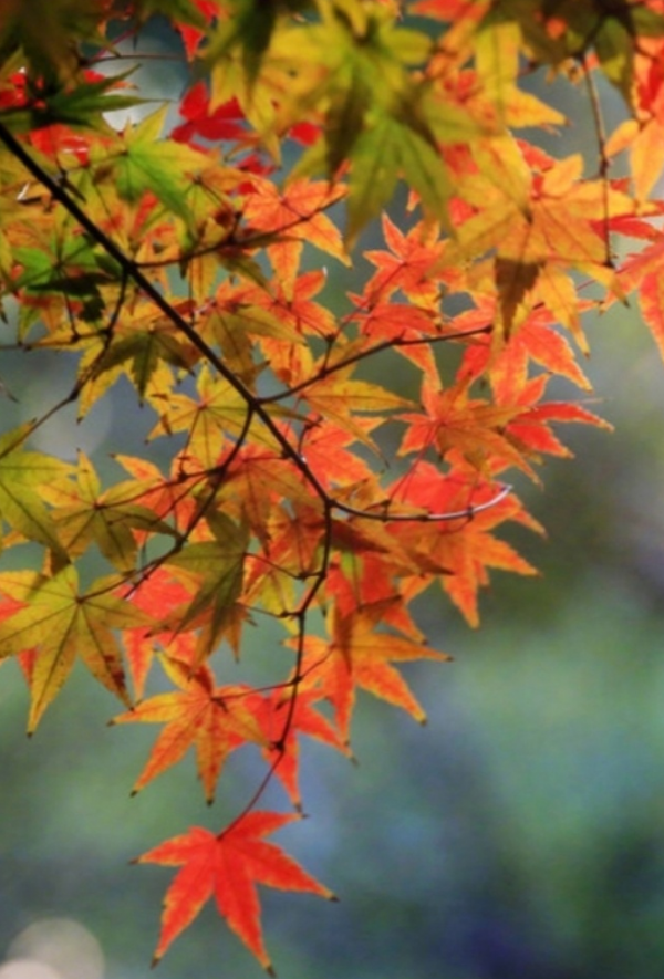 萬聖節，孩子沒討到糖，大發脾氣