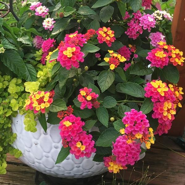 九種洋氣花，名字很“難聽”，建議別嫌棄，養好了也能美出天際