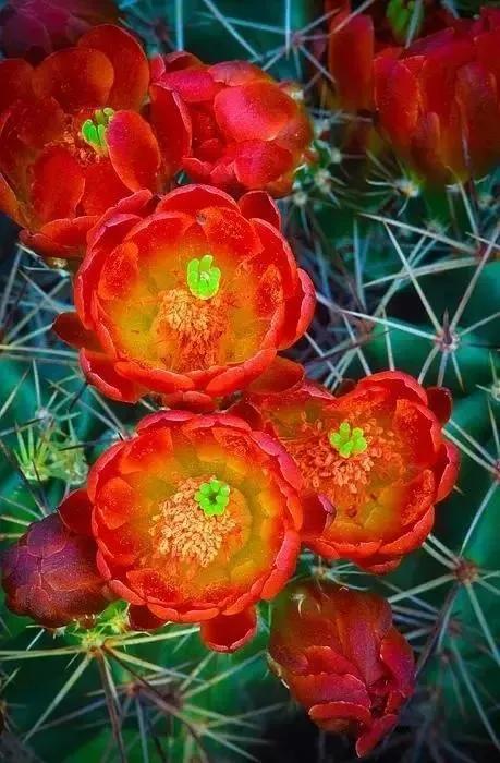 自帶富貴氣而比較昂貴的花