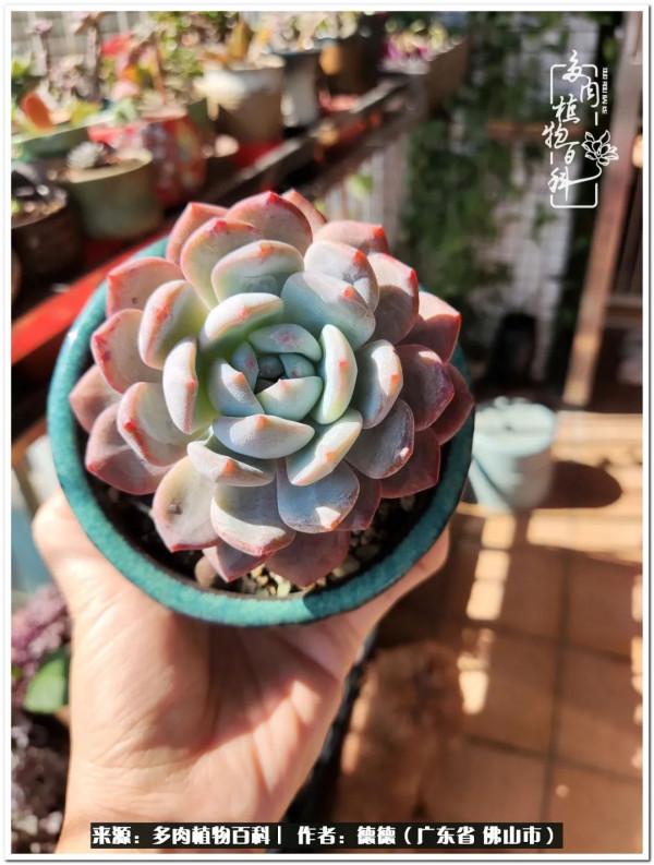 廣東的多肉陽臺:生命不息,折騰不止 廣東的多肉陽臺:生命不息,折騰不止