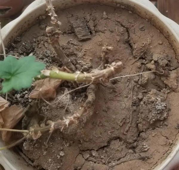 買花也要注意辨別“坑”,才能挑到好花,花開爆盆 買花也要注意辨別“坑”,才能挑到好花,花開爆盆