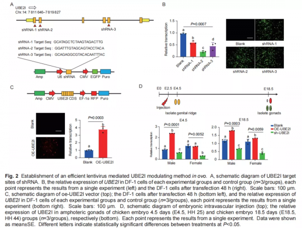 一個新的雌性特異表達基因UBE2I參與雞性別分化 一個新的雌性特異表達基因UBE2I參與雞性別分化