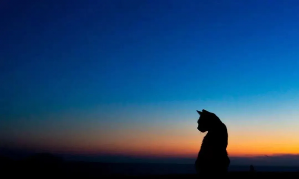 “貓咪住進60層頂樓”被刷爆,網友:救命!美瘋了 “貓咪住進60層頂樓”被刷爆,網友:救命!美瘋了