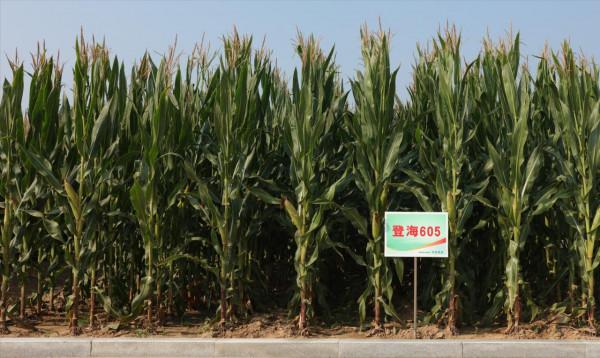 玉米怎樣種植才不會倒伏？做好這幾點就可以，你瞭解嗎？