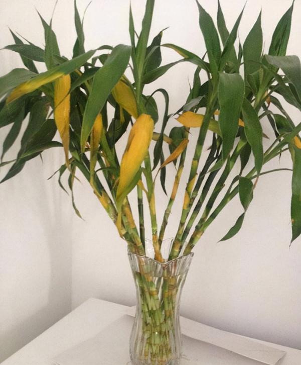 11、12月，7種花要“少水、斷糧”，不然熬不過冬