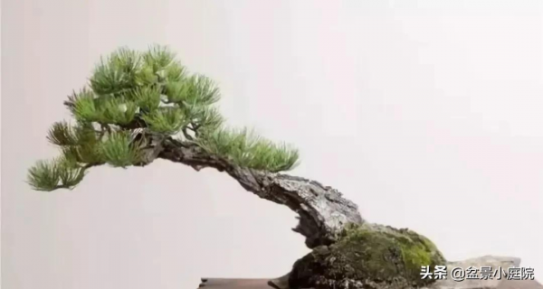 盆景橫樁，臥式低頭之美