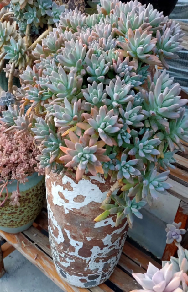 有些花，用小盆養，能養的更好