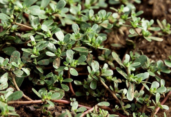 提醒:農村生活中常見的5種野菜,儘量少碰,別再誤食了 提醒:農村生活中常見的5種野菜,儘量少碰,別再誤食了