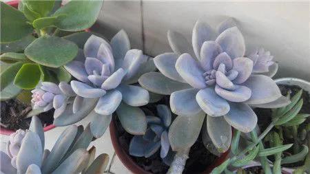 喜歡多肉就養“普貨6寶”，耐寒又耐熱，輕鬆一養就出狀態