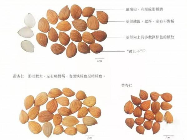 每天學習一味中藥——苦杏仁