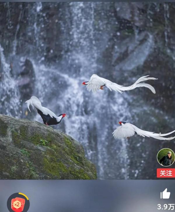 鳳凰于飛! 鳳凰于飛!