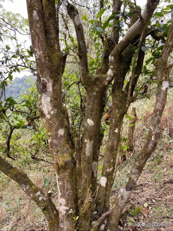 香竹林古樹茶2019年 香竹林古樹茶2019年