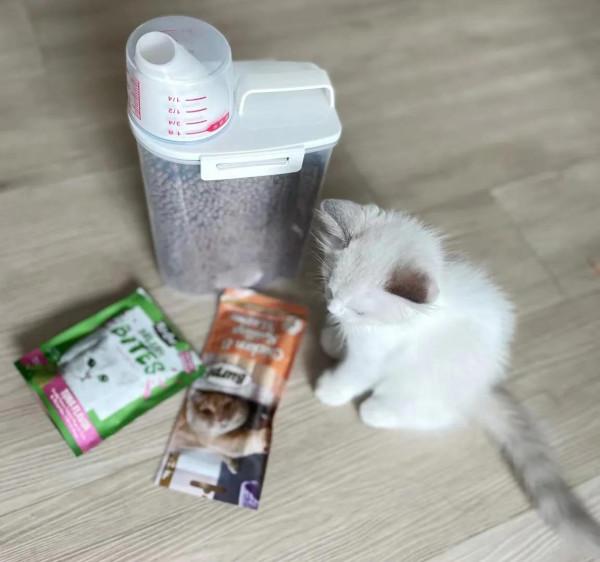 貓貓狗狗與當代精英生活 貓貓狗狗與當代精英生活