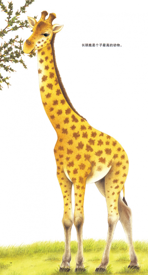 讓孩子一秒踏進自然科學世界的科普繪本《賓果兒童自然科學》