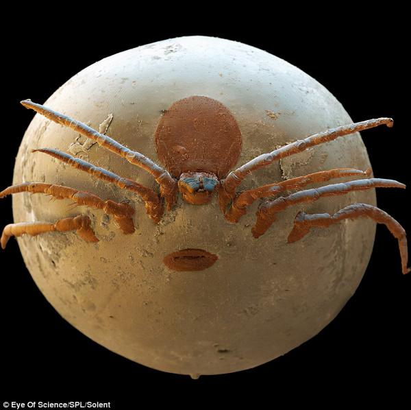 高倍顯微鏡下的微生物：水熊蟲真空環境可活10天