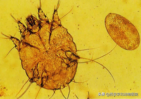 科普:犬貓常見的體外寄生蟲都有哪些? 科普:犬貓常見的體外寄生蟲都有哪些?
