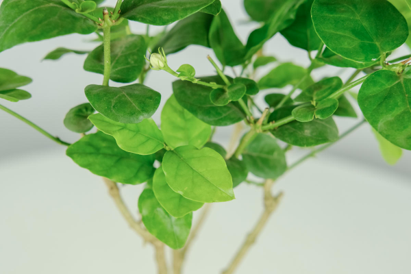 虎頭茉莉：茉莉家族顏值的天花板，它憑什麼這麼強