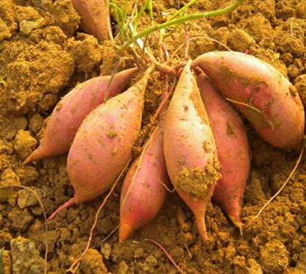 「走遍中國」河南·確山