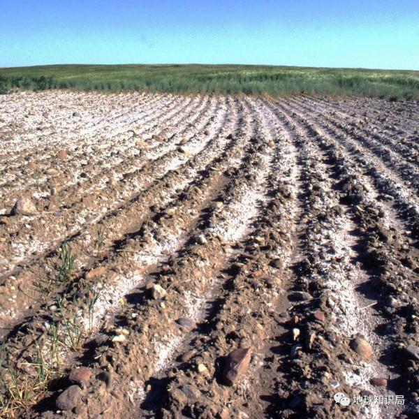 東北鹽鹼化，令人非常擔憂