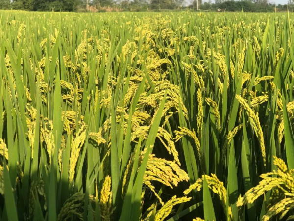 軟米稻品種寧香粳9號：早熟高產品質好，米飯口感軟，香味獨特