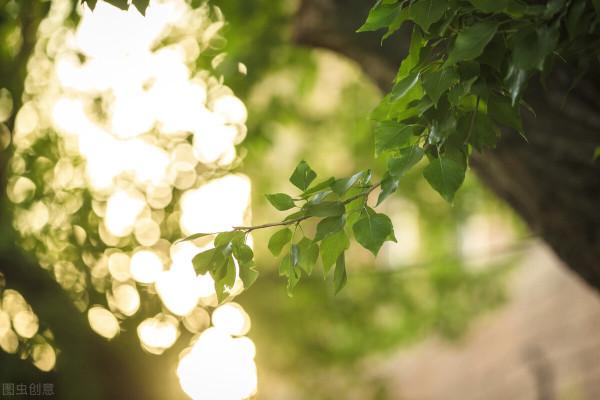 散文:仲夏的記憶 散文:仲夏的記憶