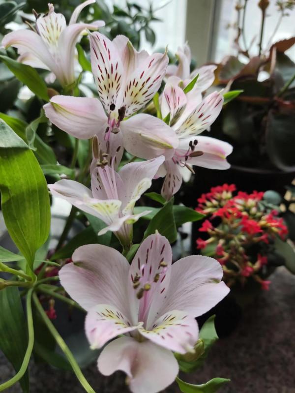 年味雖然越來越淡，擋不住花開的燦爛和孩子的快樂