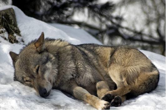 與狼謀皮,他揹著獵人投藥毒死母狼,獵人發現後與他斷地絕義 與狼謀皮,他揹著獵人投藥毒死母狼,獵人發現後與他斷地絕義