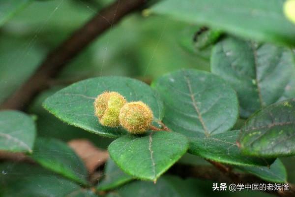 每天學習一味中藥——檵木